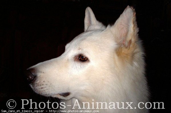 Photo de Berger blanc suisse