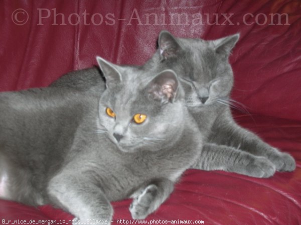 Photo de Chartreux