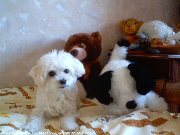 Photo de Bichon havanais