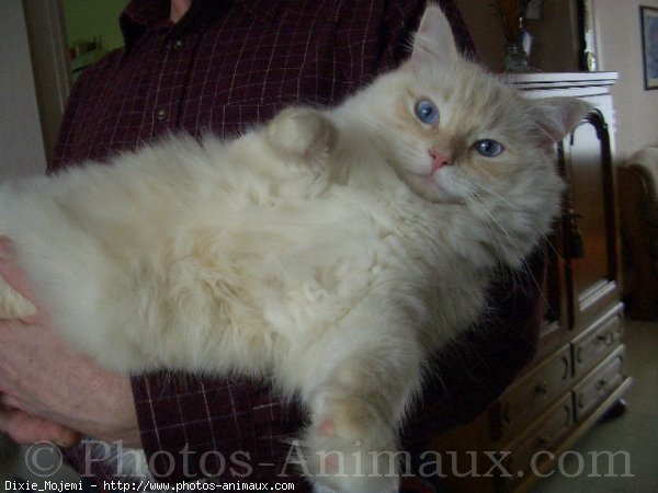 Photo de Ragdoll