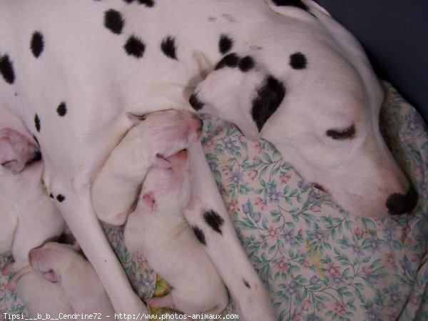 Photo de Dalmatien