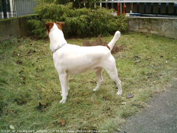 Photo de Fox terrier  poil lisse