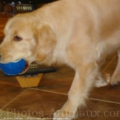 Photo de Golden retriever