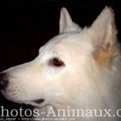 Photo de Berger blanc suisse