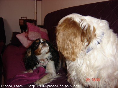 Photo de Cavalier king charles spaniel