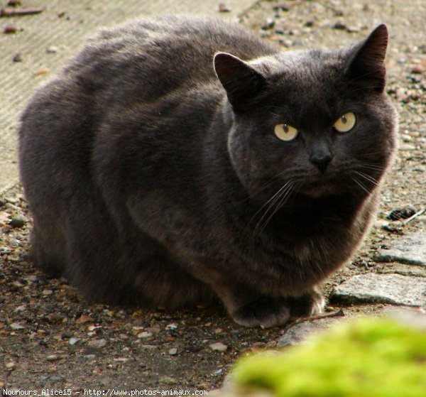 Photo de Chat domestique