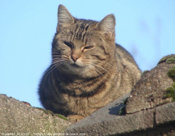 Photo de Chat domestique