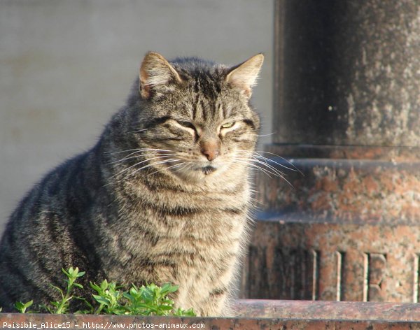 Photo de Chat domestique