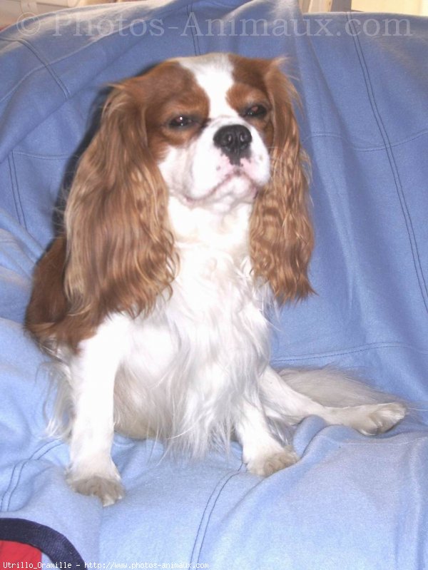 Photo de Cavalier king charles spaniel