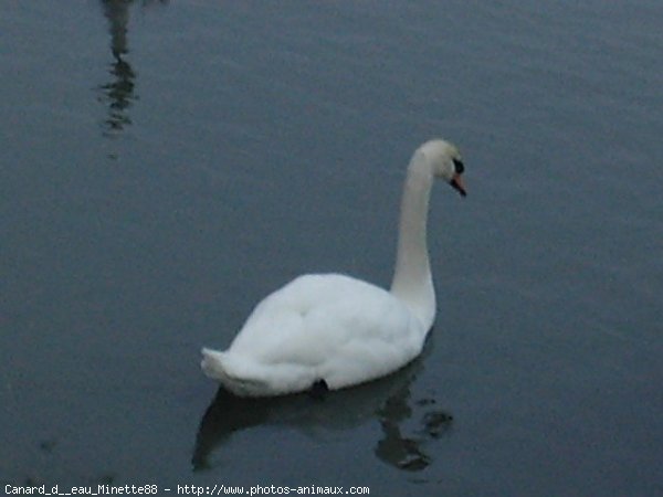 Photo de Cygne