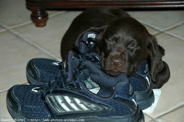 Photo de Labrador retriever