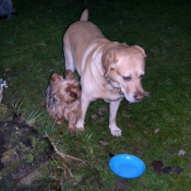 Photo de Labrador retriever