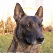 Photo de Berger belge malinois