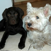 Photo de Labrador retriever