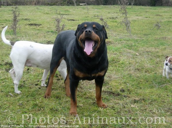 Photo de Rottweiler