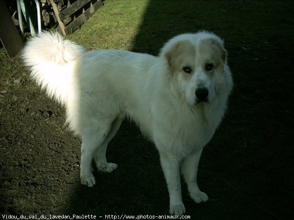 Photo de Chien de montagne des pyrnes