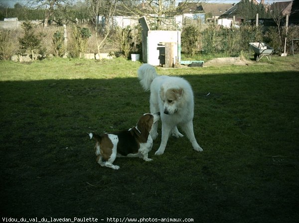 Photo de Chien de montagne des pyrnes