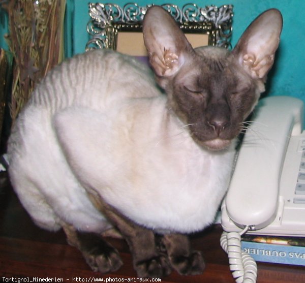 Photo de Cornish rex