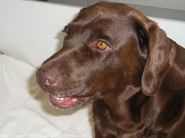 Photo de Labrador retriever