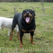 Photo de Rottweiler