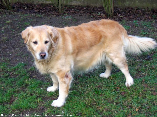 Photo de Golden retriever