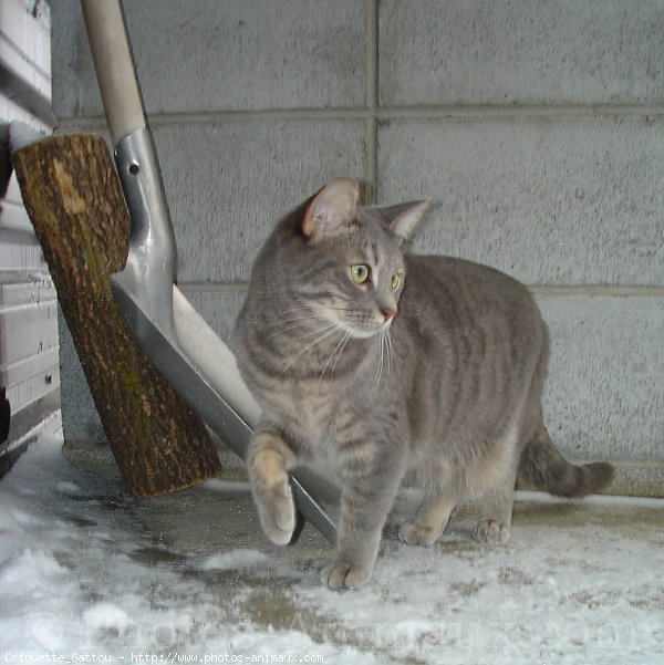 Photo de Chat domestique