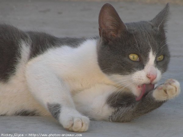 Photo de Chat domestique