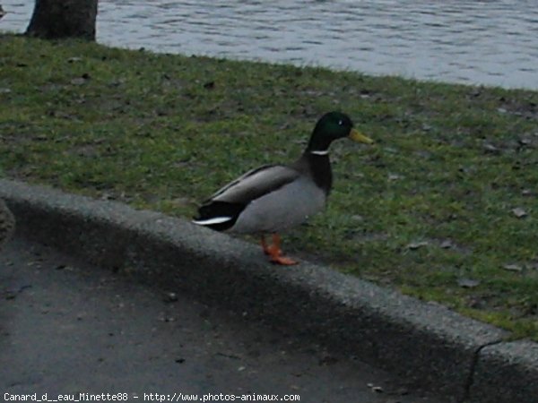 Photo de Canard