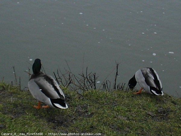 Photo de Canard