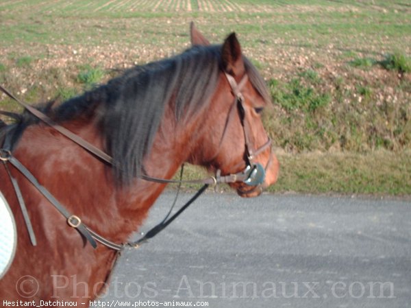 Photo de Poney franais de selle