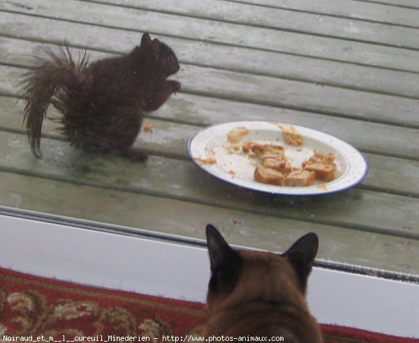 Photo de Races diffrentes