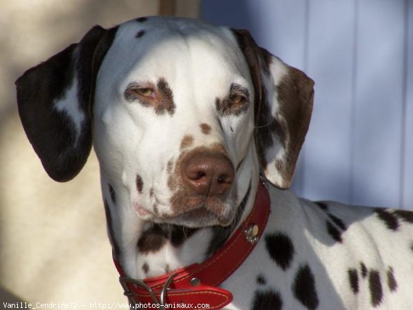 Photo de Dalmatien