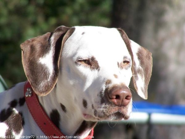 Photo de Dalmatien