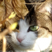 Photo de Chat domestique