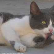 Photo de Chat domestique