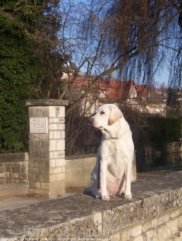 Photo de Labrador retriever