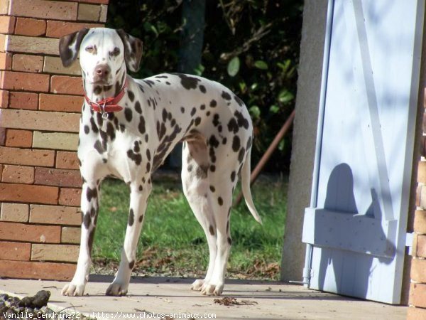 Photo de Dalmatien