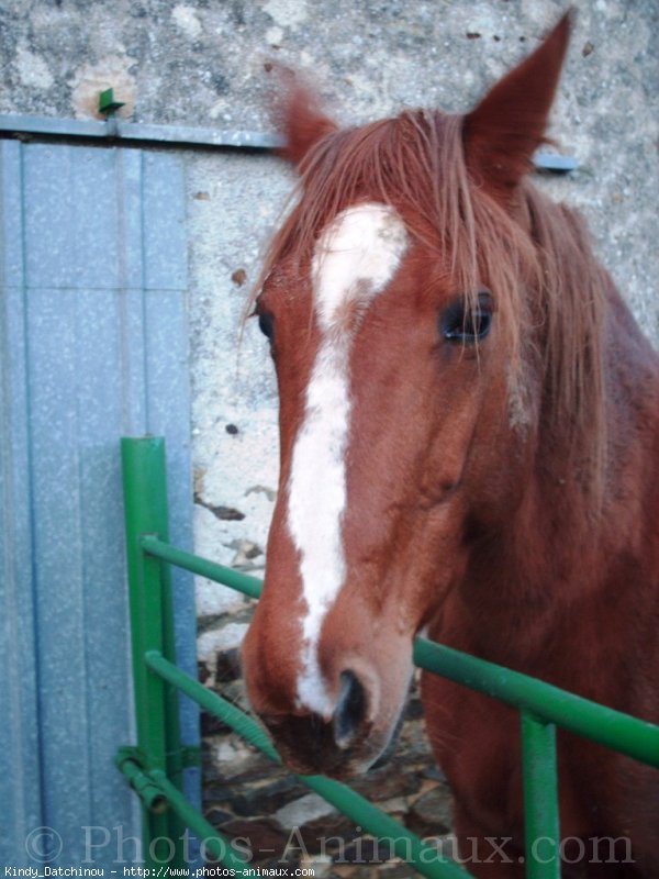 Photo de Trotteur franais