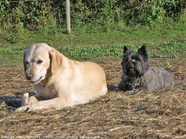 Photo de Races diffrentes