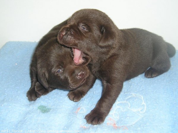 Photo de Labrador retriever