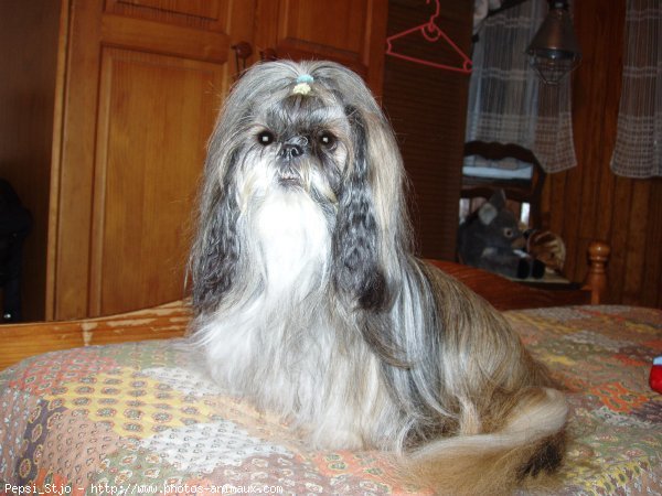 Photo de Shih tzu