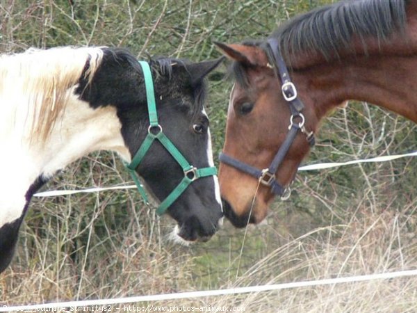 Photo de Races diffrentes