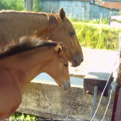 Photo de Races diffrentes