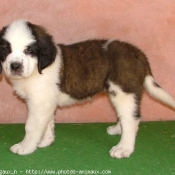 Photo de Saint-bernard poil long