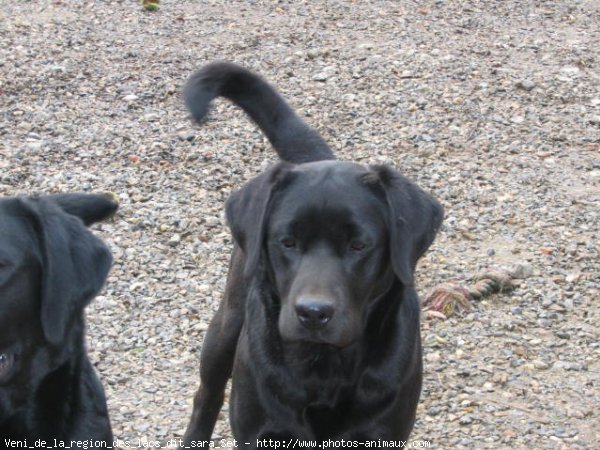 Photo de Labrador retriever