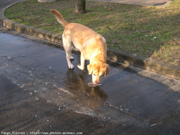 Photo de Labrador retriever