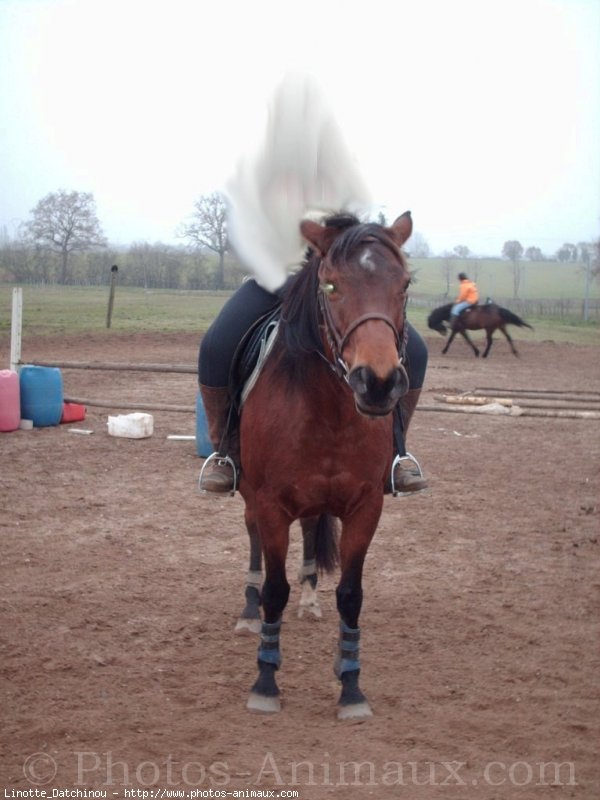 Photo de Poney franais de selle