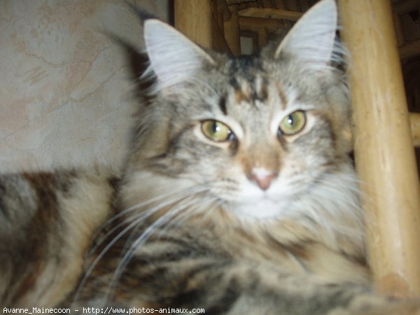 Photo de Maine coon