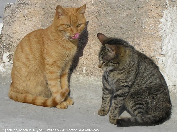 Photo de Chat domestique