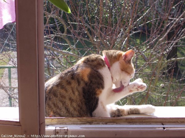 Photo de Chat domestique